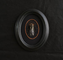 Load image into Gallery viewer, Cicada with Embroidery and Antique Beading
